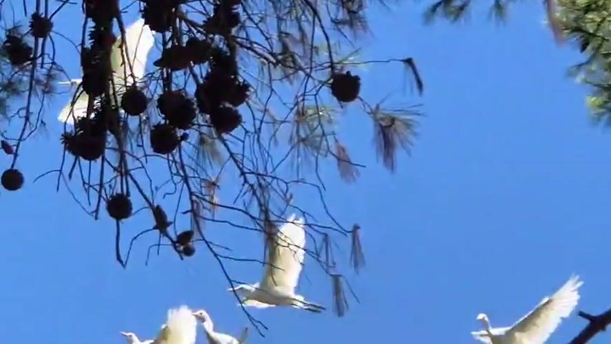 Egrets in the pines, oleander blooming, waterside Taranto