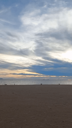 Three dogs spotted on Pattaya beach under cloudy skies