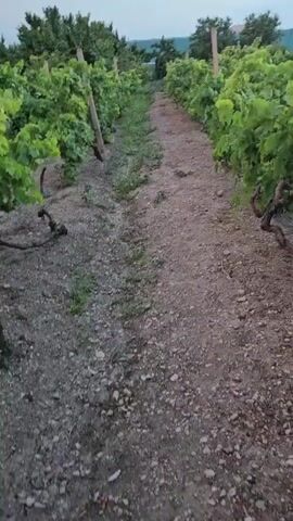 This is a first-person perspective video of a person walking down a dirt path between rows of grapevines. The grapevines are on either side of the path and appear to be in a vineyard. The path is made of dirt and gravel. The sky is visible in the background and it appears to be twilight. The person is not visible in the video.
