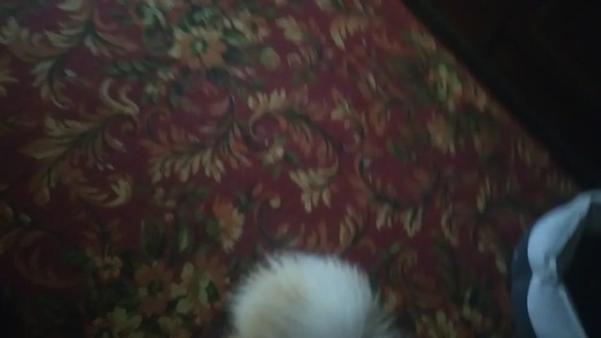 A small, fluffy, light-colored dog is the central subject of the video. The scene appears to be indoors, likely a home, with varied flooring.

Initially, the dog is seen on a dark red patterned carpet with yellow, orange, and green floral motifs. A dark gray bag or object is also visible on the carpet to the left. The dog then quickly moves from the carpet to an area with patterned floor tiles. These tiles feature a geometric design of dark brown/black and light brown/beige circular and cross-like motifs.

A voice is heard in Russian, saying "На, иди сюда" ("Here, come here"), suggesting the dog is being called. The dog moves quickly and then pauses on the tiled floor. The video is handheld and somewhat shaky. The lighting suggests an indoor setting during the day, but not intensely bright.