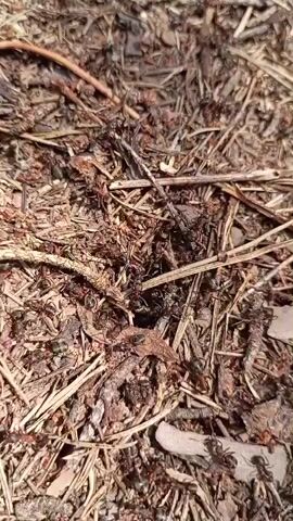 The video shows a close-up, top-down view of an ant colony in a natural outdoor environment. The ground is covered in a dense layer of debris, including dry leaves, twigs, pine needles, and small pieces of bark, which form the structure of the ant nest. Numerous ants, appearing dark in color, are actively moving across the surface, interacting with each other and carrying small particles of food or nest material. Some ants are clustered together, suggesting communication or cooperative tasks. The lighting suggests it is daytime, with shadows cast by the debris and some areas appearing brighter than others. The overall scene depicts a busy, organized ant colony engaged in its daily activities within its woodland habitat.