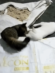 Cats play and rest on white sheets indoors