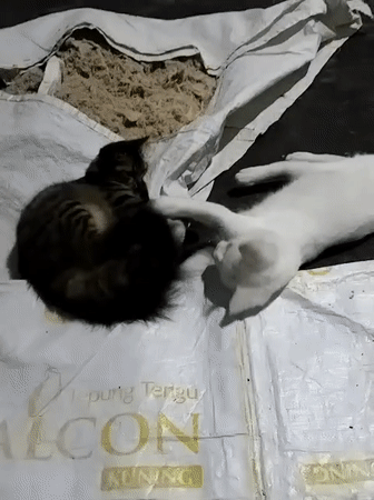 Cats play and rest on white sheets indoors