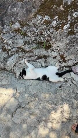 A black and white cat lies on its back on a rocky surface. The cat is on its side and seems to be grooming itself by licking its paw. The cat then rolls onto its back and stretches its legs. The surface beneath the cat is made of large, grey stones with some green moss growing in the crevices. The background is a rough, grey rock face.