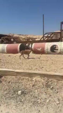 The video depicts a young, tan-colored Nubian Ibex walking around a playground. The playground is located in a desert-like environment with a clear blue sky above. The playground structure includes a wooden playhouse with a small deck and stairs, as well as a long, segmented, tubular structure with holes in it. The tubular structure is painted with bright colors and geometric patterns. The ibex walks around the playground, appearing curious and alert. The ground is sandy and rocky, typical of a desert landscape. A concrete edge runs along the bottom of the frame. The camera pans to follow the ibex as it moves.