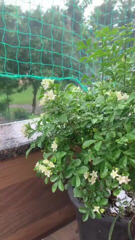 A close-up view of a flowering plant with white blossoms and green leaves. The plant is on a wooden surface, possibly a balcony or deck. Behind the plant, a green net is visible, and beyond that, a blurry outdoor scene with trees and grass, suggesting it might be raining due to water droplets on the leaves. The focus is on the plant and its delicate flowers.