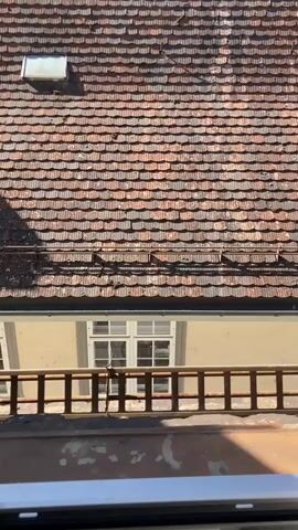 The video features an upward panning shot showcasing a traditional tiled roof, likely viewed from a balcony or window. The roof is covered in numerous reddish-brown and greyish-brown tiles, which appear aged and show some patches of moss or discoloration. Two small skylights are embedded in the roof. Below the main roof structure, a dark gutter is visible. Further down, part of a light-colored building with a white-framed, multi-paned window is seen. In the immediate foreground, a brown metal railing or balcony fixture is partially visible. As the camera pans upwards and to the right, a clear blue sky with a faint contrail becomes visible, along with glimpses of other buildings and green trees in the background. The scene suggests a sunny day in an urban or semi-urban environment, characteristic of Schaffhausen, Switzerland.