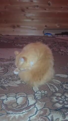 An orange cat is grooming itself on a patterned rug. The cat is curled up with its head tucked into its body, licking its fur. The background shows a wooden wall with several dark objects on a shelf.