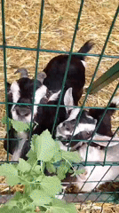 Visitor documents petting zoo animals in Sandanski, Bulgaria