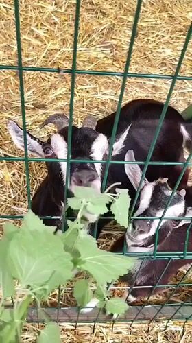 Visitor documents petting zoo animals in Sandanski, Bulgaria