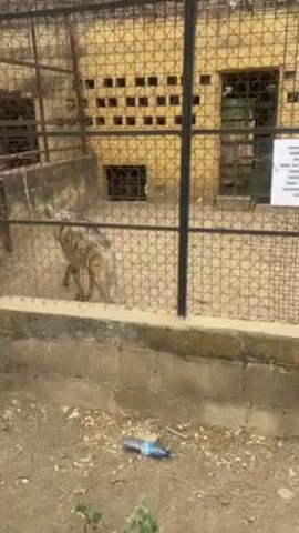 The video shows a caged animal inside a zoo enclosure. The cage is made of black metal bars with a yellow brick structure in the background. The enclosure contains concrete and a small shelter. A sign with writing on it is affixed to the cage. An empty water bottle lies on the ground outside the cage. The ground is covered in dirt and scattered vegetation. The camera slowly pans across the scene.