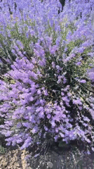 Sunny walk past flowering gardens on a rural Moldova road