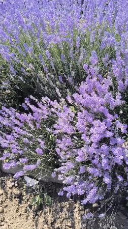 Sunny walk past flowering gardens on a rural Moldova road