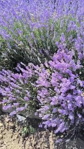 The video shows a close-up view of a lavender bush in bloom. The camera pans from left to right, focusing on the vibrant purple flowers. The bush is lush and full, with many individual flower spikes. The lighting suggests it is daytime and the sun is shining, casting shadows on the ground below. The background is blurred, but appears to be a natural outdoor setting with some greenery and soil visible. The overall impression is one of a peaceful and beautiful garden scene.