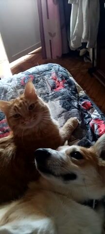 A close-up, overhead shot shows an orange cat lying on a bed with a patterned blanket. A light-colored dog is lying next to the cat. The dog's head is blurry and in motion. The cat's eyes are partially closed. A human hand is visible petting the cat. The background shows part of a dresser and a wooden floor.