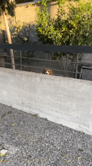 Beagle spotted behind fence during sunset in Limassol Cyprus