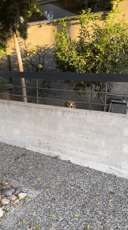 Beagle spotted behind fence during sunset in Limassol Cyprus