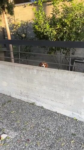 Beagle spotted behind fence during sunset in Limassol Cyprus