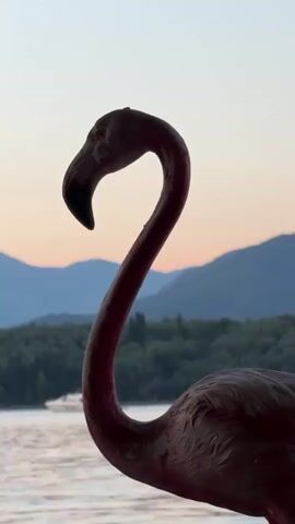 A close-up shot of a flamingo lawn ornament shows its neck curved in an S shape, facing left. The flamingo is a dark, matte color. In the background, a body of water, possibly a lake, is visible, with a heavily wooded shoreline. In the distance, there are mountain ranges fading into the horizon. The sky is a soft gradient of pale orange and blue, indicating either sunrise or sunset.