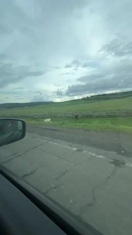 The video begins with a view from a car window looking out at a rural landscape under a cloudy sky. A cracked asphalt road is visible in the foreground. Beyond the road is a grassy field bordered by a wooden fence. In the distance, rolling green hills are covered with trees.  A brown cow is visible in the field. As the video progresses, two cows, one brown and white and another brown, walk into view on the side of the road. The brown and white cow walks across the road and moves into the field, disappearing from view. The brown cow then follows and also disappears. The scene returns to the empty road and the grassy field.