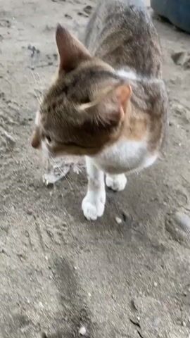 A tabby and white cat is on a sandy surface. The cat is sniffing a clear plastic bag with purple contents. The cat's head is low to the ground, and its body is angled slightly away from the camera. In the background, there is a dark blue plastic container and some light-colored structures. The lighting suggests it is daytime.