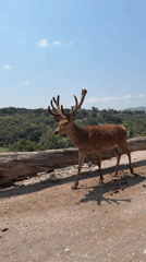 Deer spotted across central Mexico locations during afternoon hours