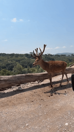 Deer spotted across central Mexico locations during afternoon hours
