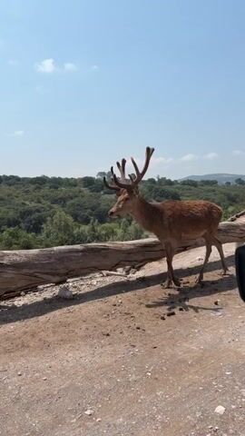 A brown deer with large antlers is walking on a dirt road. Behind the deer is a log fence and a large green forest. The sky is blue with some white clouds. The deer is walking from left to right, and its shadow is visible on the ground.