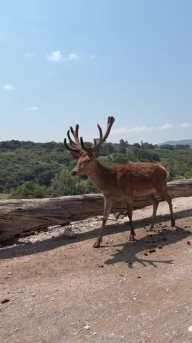 Deer spotted across central Mexico locations during afternoon hours