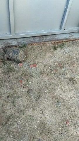 A tortoise is walking on sandy ground next to a gray metal door. The tortoise is walking slowly and its legs are visible. There are a few small green plants and some red brick fragments scattered on the ground. The tortoise is moving from left to right across the frame.
