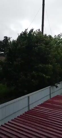 A close-up shot shows a large tree with lush green leaves against a cloudy sky. The tree is swaying slightly, indicating a gentle breeze. In the foreground, a corrugated metal fence runs horizontally across the bottom of the frame, and a red metal roof is visible. The scene appears to be outdoors, possibly in a residential or industrial area. The lighting is dim, suggesting an overcast day or early evening. There are no people or animals visible in the frame.
