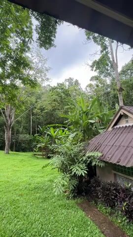 The video displays a view from under a roofed structure looking out onto a grassy lawn and a dense forest. The lawn is well-maintained and green, with a slight incline. To the right, a small building with a weathered, dark-colored roof is partially visible. Adjacent to the building, there are various plants, some with dark leaves. Further into the scene, banana trees and other lush vegetation dominate the landscape, leading into a thick forest with tall trees. The sky is overcast, suggesting a cloudy day. No people or animals are visible in the frame. The overall impression is one of a natural, tranquil setting, possibly a backyard bordering a tropical forest.