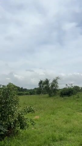 The video displays a panning shot of a grassy field with scattered trees and bushes under a cloudy sky. The camera moves from left to right, showcasing the natural landscape. The vegetation appears lush and green. No people or man-made structures are visible in the frame. The overall impression is of an undeveloped, natural environment.