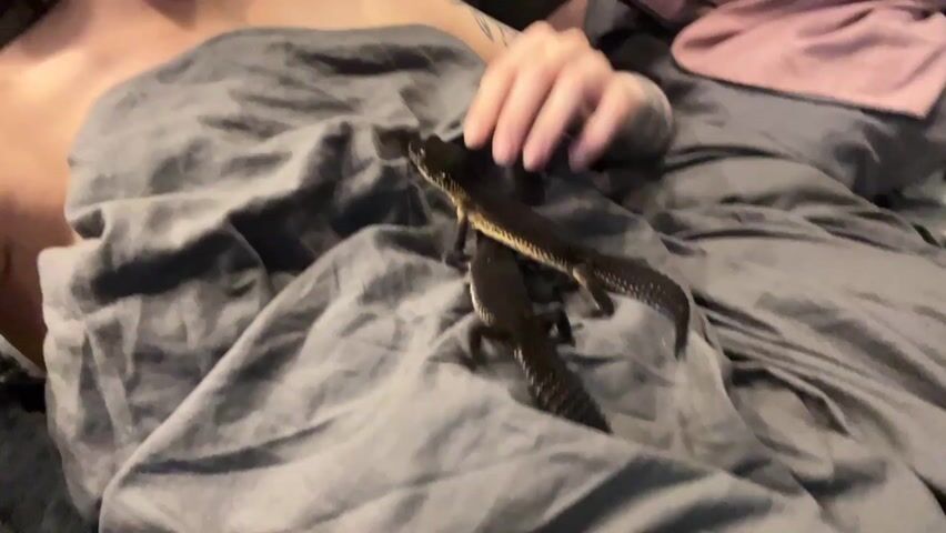 A person with a tattooed arm is lying under gray bedding with two black lizards resting on top. The person's hand gently moves one of the lizards. The person's bare chest is visible.