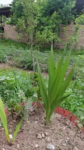The video begins with a close-up of a potted plant with long, green leaves. The camera then pans right, showing a garden with various plants and some construction in the background. There are no people visible in the video. The environment appears to be outdoors in a garden setting.