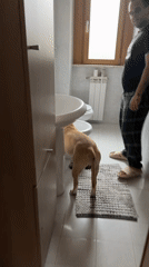Man cooks dinner while dog roams house in Aprilia