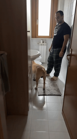 Man cooks dinner while dog roams house in Aprilia