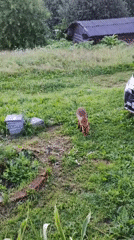 Red fox roams a rural Russian field at dusk