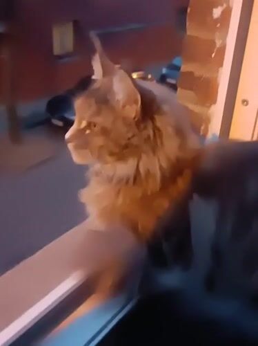 Cat on a windowsill watches evening street traffic in Leuven
