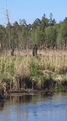 Nature walk documented in Gatchina forests and waterways