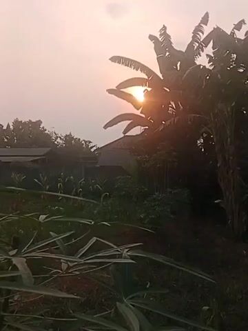 The video shows a sunset over a rural area. The sun is visible behind some banana trees, casting a warm glow. In the foreground, there are some plants, possibly cassava, with large leaves. In the background, there are houses and some other vegetation. The sky is a soft orange and pink, indicating the end of the day. The overall mood is peaceful and serene.