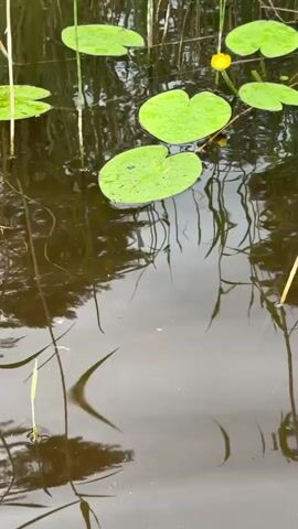 This is a close-up video of a small pond or body of water. The water is dark and reflective, showing distorted reflections of tall green reeds and some sky. Several large, bright green lily pads float on the surface. One lily pad in the center has a small, closed yellow water lily bud emerging from it. The lily pads have water droplets on them, suggesting recent rain or dew. The camera is positioned at a slight downward angle, focusing on the lily pads and the yellow flower. The overall impression is of a tranquil natural scene.