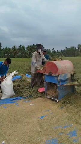 The video depicts several people engaged in rice threshing in an open field, likely a paddy, under an overcast sky. A red and blue threshing machine is central to the activity, with one person, wearing a hat and mask, feeding bundles of rice stalks into it. Threshed rice grains are visible on a blue tarp spread on the ground. Another person, in a blue shirt, is seen near a white sack, possibly collecting the processed rice. A third individual, wearing a grey shirt and cap, is also present, appearing to assist with the process. In the background, a line of palm trees suggests a tropical or subtropical environment. Partial text "DI SATU" and "DL" can be seen on the side of the threshing machine. The scene captures an agricultural activity, presumably in Lawang, Indonesia.