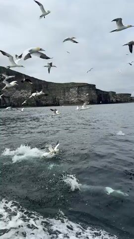 A flock of gannets flies above a choppy, gray ocean near a rocky cliff face. Some of the birds are in mid-air, while others appear to be diving or swimming in the water. A white boat is moving through the water, creating a wake. The sky is overcast.
