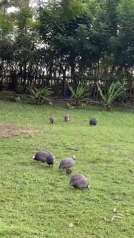 A video shows several guinea fowl in a grassy area. There are about eight of the birds, mostly congregated in the lower part of the frame. They are dark gray with white speckled feathers. Some are standing and pecking at the grass. In the background is a wooden fence and some trees. There are a few plants scattered around the perimeter of the grassy area. The video is static and does not show any people.