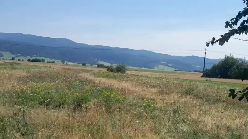 The video shows a wide shot of a rural landscape with rolling hills in the background and a field in the foreground. The field is filled with dry grass, wildflowers, and some green foliage. There are a few scattered trees and bushes, as well as a utility pole with wires extending across the field. The sky is clear and blue with some wispy clouds. In the distance, there is a faint plume of smoke rising from the treeline on the left side of the frame. The camera appears to be moving slightly, giving the impression of a gentle sway. The overall scene is serene and natural, with a touch of mystery due to the distant smoke.