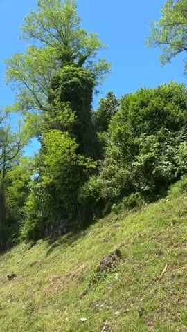 A daytime video shows a verdant, sun-drenched landscape in Viadati Eshyra, Abkhazia. The camera slowly pans from left to right, revealing a steep, grassy slope covered with bright green vegetation and scattered rocks. In the foreground, the slope is predominantly grass with some exposed soil and small rocks.

Further up the slope, a dense array of trees and bushes with lush green foliage dominates the scene. A tall, prominent tree on the left is heavily entwined with vines, giving it a rich, textured appearance. Below this tree, a dark, rocky outcrop is partially visible through the vegetation. To the right, the hillside is thickly forested. The sky above is a clear, vibrant blue with no clouds. The lighting indicates a bright, sunny day. A glimpse of what appears to be a vehicle's window frame is briefly visible in the top left corner at the start of the video, suggesting it was filmed from a moving vehicle. No people or animals are visible.