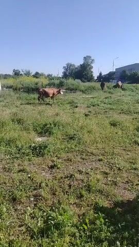The video shows a cow walking in a grassy field under a clear blue sky. The cow is brown and appears to be grazing. There are a few other cows in the background, as well as some trees and buildings. The overall scene is one of a rural or semi-rural environment.