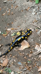 Fire salamanders observed in Bulgarian forest near Ribaritsa