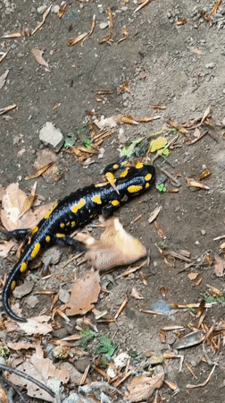 Fire salamanders observed in Bulgarian forest near Ribaritsa